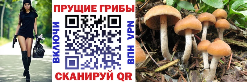 Псилоцибиновые грибы GOLDEN TEACHER  KRAKEN зеркало  Пересвет 